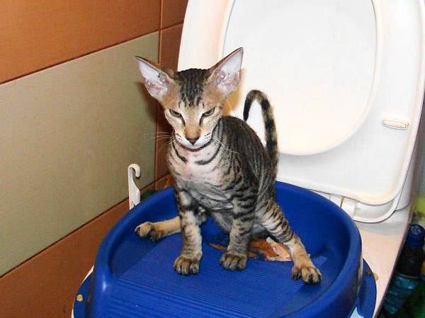 Туалет приучающий кота к унитазу - Интернет-магазин